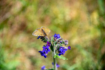 Schmetterling, Falter