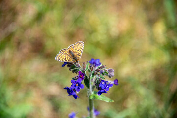 Schmetterling, Falter