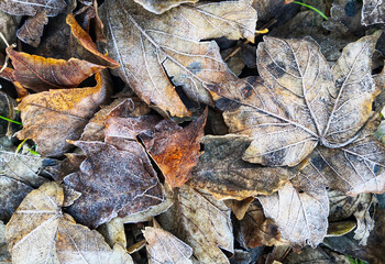 Nature carpet made out of frosted dried fallen leaves.