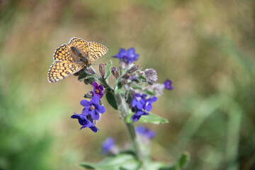 Schmetterling, Falter