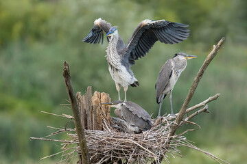 Fototapeta premium Great Blue Heron (Ardea herodias) - juvenile in its nest
