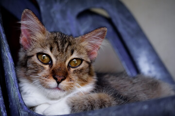 portrait of a cat with brown eyes on the chair 