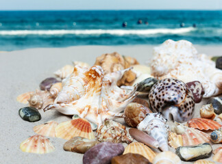 Seashells, sea stars, coral and stones on the sand, summer beach sea background travel concept.