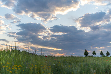 Blumenwiese im Sonnenuntergang