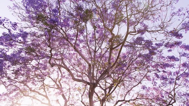 Blue Jacaranda tree with sunset flare