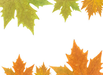 Ojas de otoño