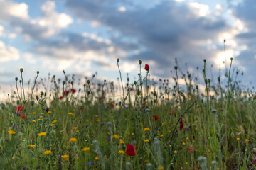Blumenwiese im Sonnenuntergang