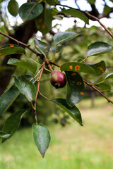 Pear, garden trees, pear garden, macro