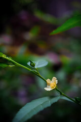 yellow flower on a tree with green background 