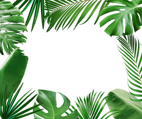 Tropical  leaves foliage frame isolated on white background