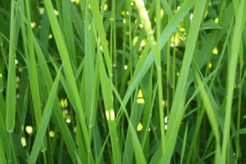 grass closeup
