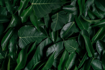 Naklejka na ściany i meble Creative tropical green leaves plam monstera and fean layout. Nature spring concept. Flat lay