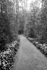 Obraz premium Amsterdamse Bos park, The Netherlands