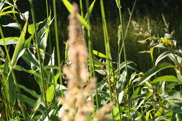 plant with grass