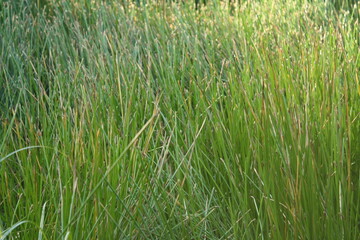 grass 
