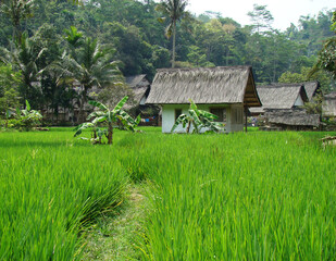 Fototapeta na wymiar The green village called Dragon Village (Kampung Naga) in West Java, Indonesia