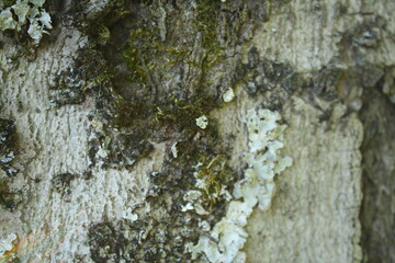 green moss on tree