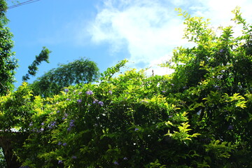 green forest and blue sky