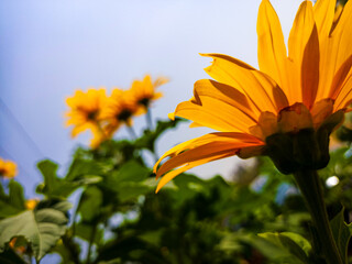 orange flower on blue sky - Powered by Adobe