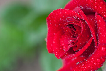 red rose in drops close-up