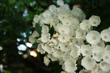 white flower