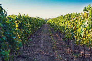 Fototapeta na wymiar Summer vineyard at sunset