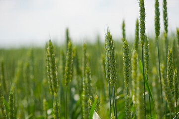 
background
green spikelets in the field