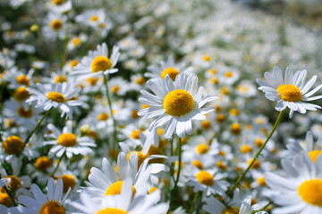 Fototapeta premium Field of beautiful daisies