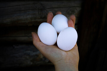 White fresh chicken eggs in hand