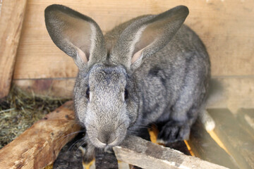 Portrait of big grey rabbit