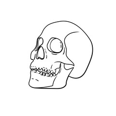 Vector black and white skull isolated on background