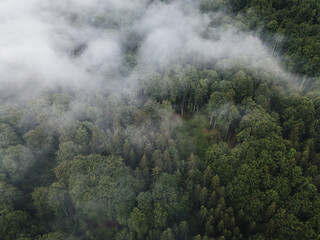 Scenic view of foggy green wilderness forest from above 