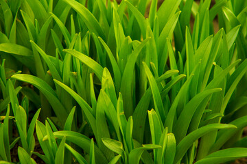 Fresh green grass closeup background
