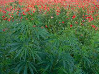 Marijuana weed bush and opium poppy flowers.