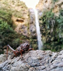 A locust in the rocks, in front of a waterfall