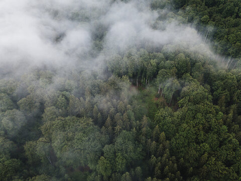 Scenic view of foggy green wilderness forest from above © szaboerwin