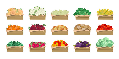 Set of vector illustrations. Wooden box with vegetables.Turnip, cauliflower, zucchini, broccoli, corn, carrots, beets, onions, potatoes, tomatoes, cucumbers, radishes, bell peppers, eggplant, cabbage.