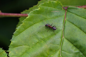 Black ant runs on a green leaf