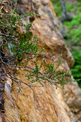 Delicate coniferous plant branch with tiny white flowers growing on vertical rocky  mountain surface. Selective focus. Vertical frame.
