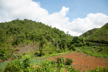 Fototapeta na wymiar Jamaica's Countryside Village Agriculture