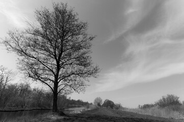 Trees on The Ankeveense plassen area,The Netherlands