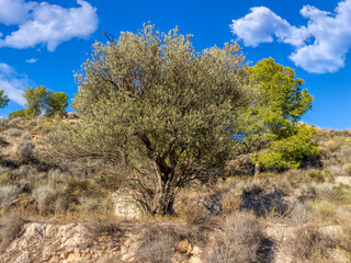 tree in the mountain of Beninar

