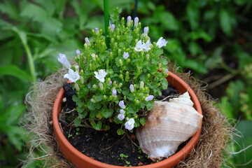 Topfpflanze, Blume, Blüte