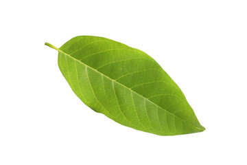 Obraz premium Green leaves isolated on white background.