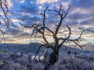 dead trees in the mountain of Beninar
