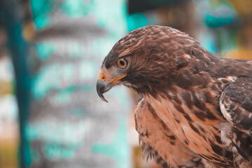 hawk