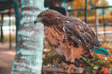 hawk