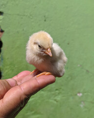 Pollito