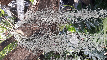 Obraz premium Hanging Spanish moss background.