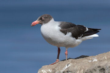 Dolphin Gull non breeding plumage